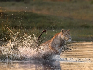 water, running, Lion