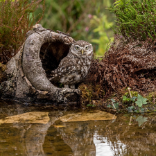 water, Plants, Little Owl, hollow, owl