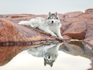 Siberian Husky, lying, water, reflection, Rocks, dog