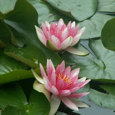 Water lilies, Nenufary