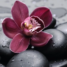 orchid, drops, water, Stones