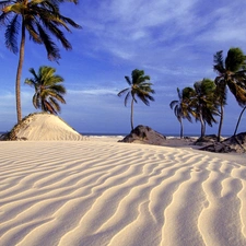 water, Beaches, Palms