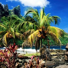 Palms, Mountains, water, VEGETATION