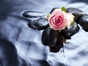 Pink, Stones, water, rose