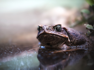 Plants, strange frog, water