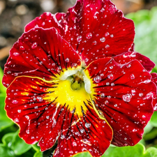 Red, drops, water, pansy