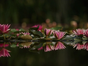Water lilies, reflection
