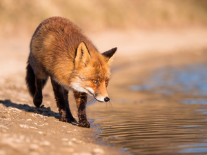 water, Fox, Sand