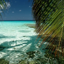 sea, Crystal, water, Palm