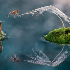 Web, Close, Moss, water, shell, Spider