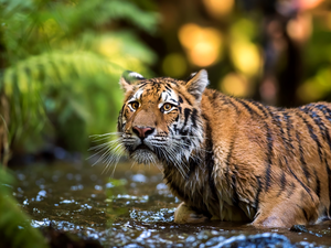 water, Soaked, tiger