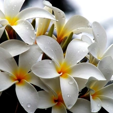 White, drops, water, Plumeria