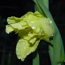 Yellow, drops, water, gladiolus