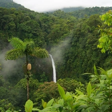 jungle, waterfall