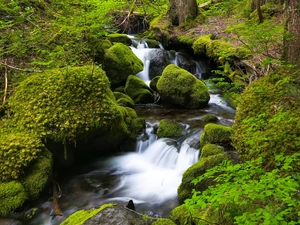 forest, River, Moss, waterfall, Stones, stream