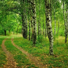 Way, forest, birch