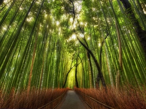 Way, bamboo, forest