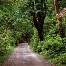 Way, Green, forest