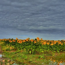 Field, Puddles, Way, Nice sunflowers