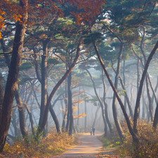 viewes, pine, People, autumn, Fog, trees, forest, Way