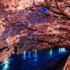 trees, Park, Way, River, viewes, flourishing