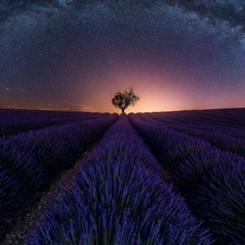 trees, Field, Star way, Night, star, lavender