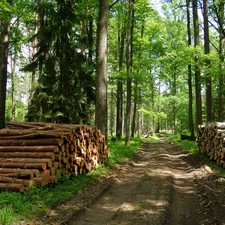 Way, stumps, trees, viewes, forest