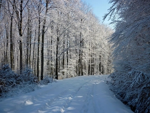 Way, winter, trees, viewes, forest