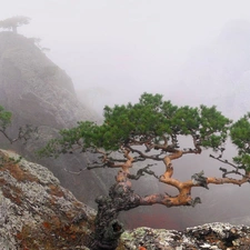 We, mist, trees, viewes, Mountains