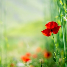 Red, red weed