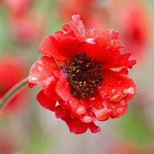 Red, red weed