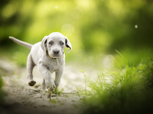 Weimaraner, dog, Puppy