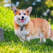 dog, grass, Stone, Welsh corgi pembroke