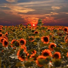 west, sun, sunflowers, clouds, Field