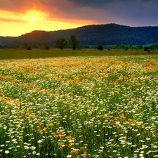 west, sun, medows, Mountains, field