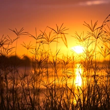 west, sun, high, grass, River