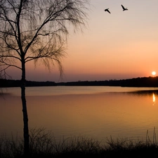 west, sun, trees, viewes, River