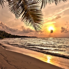 Palms, Coast, west, sun, Sailboats, Beaches