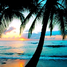 west, sun, Beaches, Palms, sea