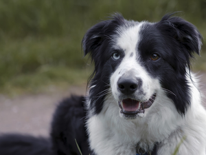 dog, black and white, muzzle, Border Collie