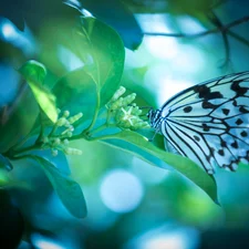 plant, White and Black, butterfly