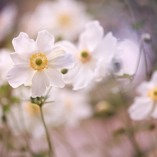 bloom, Anemones, Flowers, White