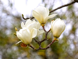 branch, Flowers, Magnolia, White