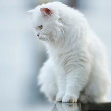 White, Persian Cat