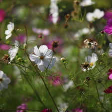 Cosmos, Pink, Flowers, White