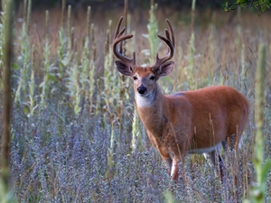 deer, Flowers, Wildflowers, White-tailed Deer