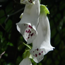 white, Flowers, digitalis