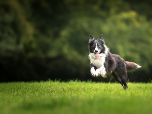 gear, grass, dog, Border Collie, black and white
