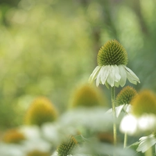 echinacea, Colourfull Flowers, White