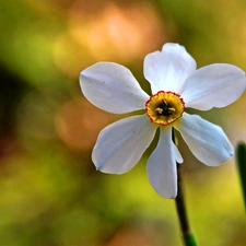 Colourfull Flowers, narcissus, White